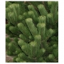 Pušis juodoji (Pinus nigra) 'Oregon Green'